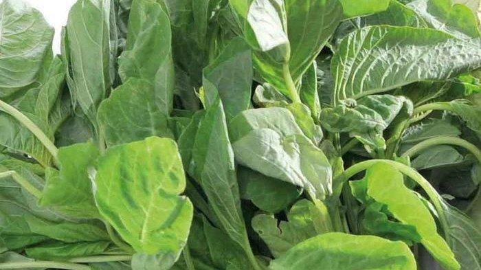 Daun Bayam memberikan manfaat untuk kecantikan.