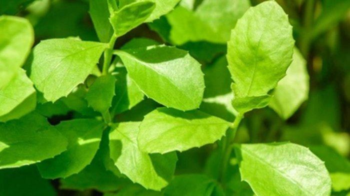 Daun Beluntas Bukan Sekedar Tanaman Liar, Ini 9 Manfaatnya untuk