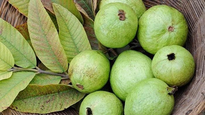 daun biji jambu bisa jadi obat sakit gigi alami.