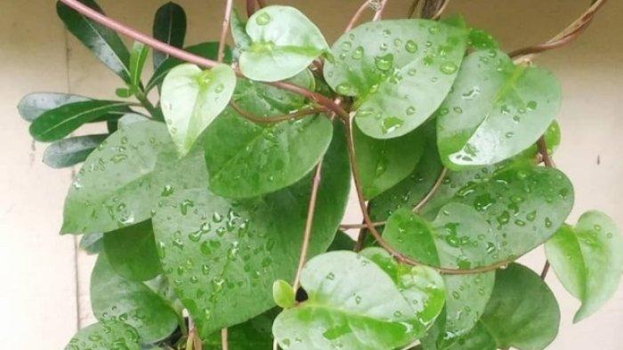 Daun binahong menyimpan banyak manfaat.