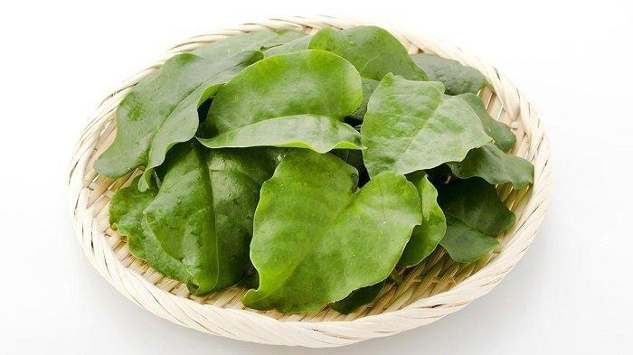 Daun binahong punya banyak manfaat untuk kecantikan.