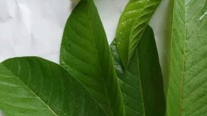 daun jambu biji punya khasiat untuk menunjang kecantikan kulit.