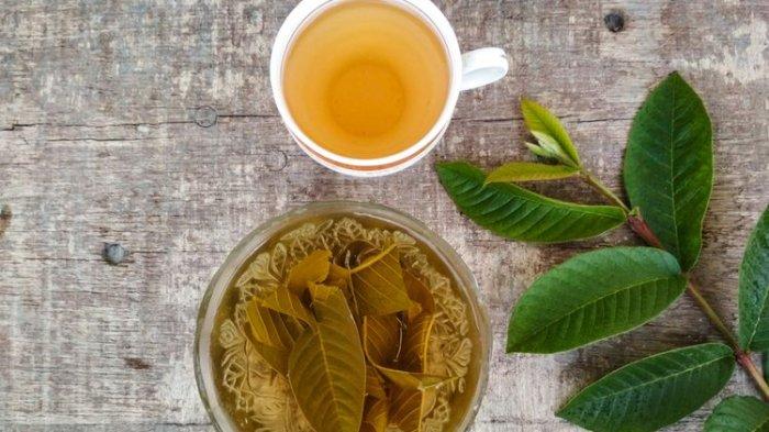 daun jambu biji bisa jadi salah satu bahan alami mencerahkan kulit kusam.