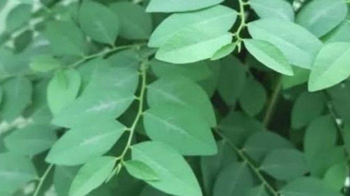 Daun katuk kaya Akan Antioksidan yang baik untuk tubuh.