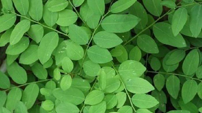 Daun katuk sangat baik dikonsumsi karena menyimpan banyak Vitamin