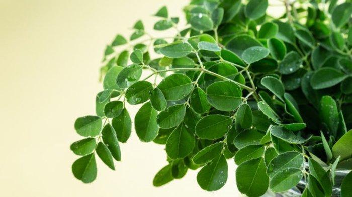 Daun kelor punya banyak manfaat untuk menunjang kesehatan