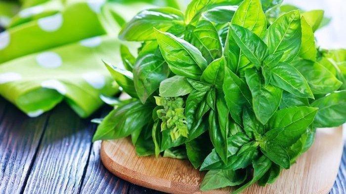 Membakar daun kemangi bisa bantu membantu mengatasi keberadaan nyamuk di rumah.