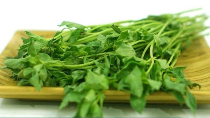 Daun kemangi punya segudang manfaat baik untuk mengatasi beragam bau.
