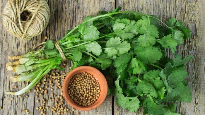 Daun ketumbar bisa jadi obat alami merontokkan asam urat.