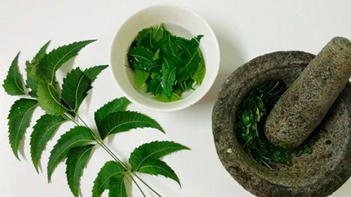 Daun Mimba jadi salah satu bahan alami ampuh mengatasi rayap.