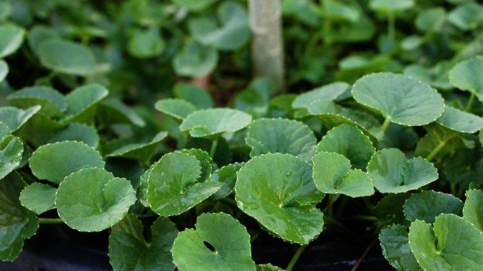 Daun pegagan baik untuk kecantikan.