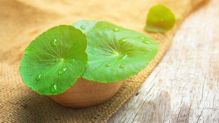 Cica atau dau pegagan memiliki banyak manfaat untuk kulit dan sering jadi salah satu kandungan terbaik dalam produk skincare.