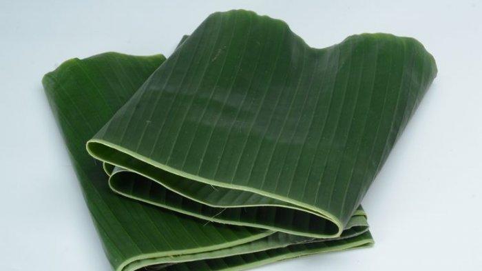 Ilustrasi daun pisang yang ternyata memiliki banyak manfaat untuk keperluan rumah.