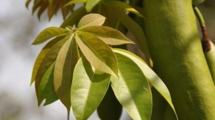 Daun randu untuk kesehatan