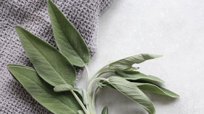 Daun Sage jadi salah satu bahan alami sebagai deodoran alami yang ampuh cegah bau badan.