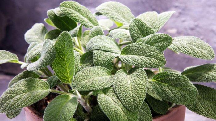 Daun Sage jadi salah satu bahan alami sebagai deodoran alami yang ampuh cegah bau badan.