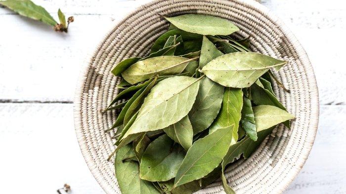 Daun salam bisa bantu atasi rayap.