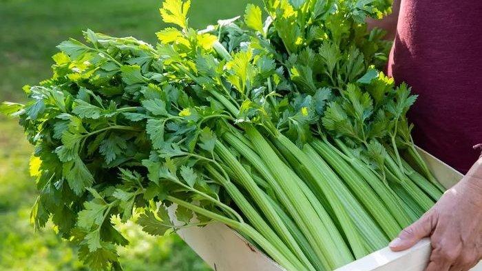 Daun seledri memiliki banyak manfaat untuk kecantikan