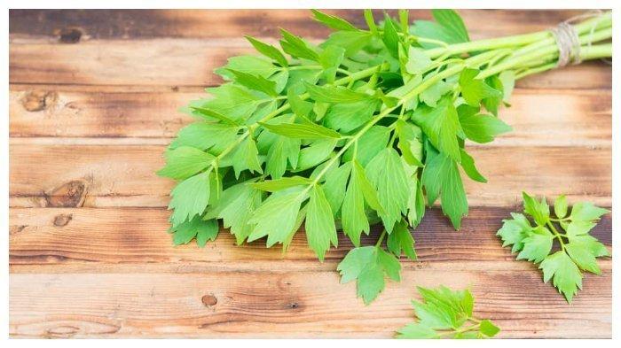 Daun seledri memiliki banyak manfaat untuk tubuh.