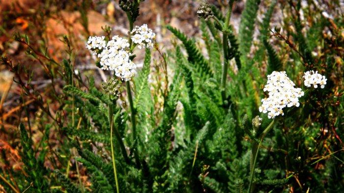 Daun seribu dipercaya bisa meningkatkan kekebalan tubuh dan menghilangkan stress