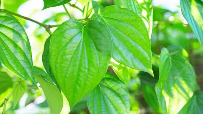 Daun sirih cina memiliki beragam manfaat untuk kesehatan dan kulit.