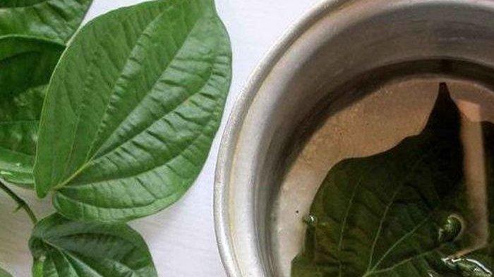 Daun sirih mengandung antiseptik yang ternyata punya banyak manfaat untuk kulit.