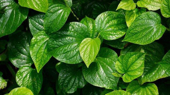Air rebusan daun sirih bisa membantu mengatasi masalah jentik nyamuk.