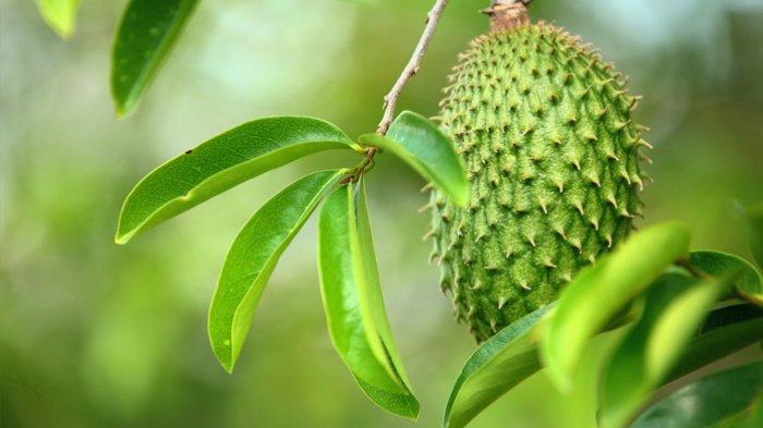Daun Sirsak bisa menjadi obat alami untuk mengatasi asam urat.