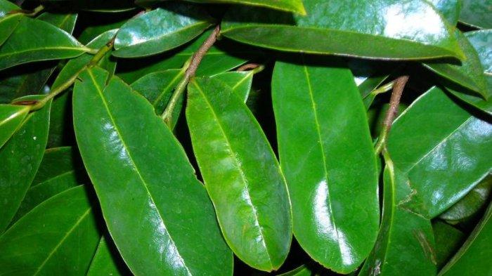 Daun sirsak punya banyak manfaat untuk kesehatan.
