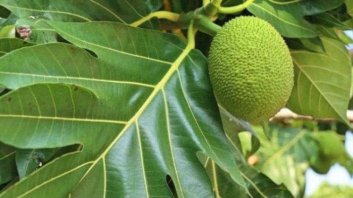 Daun sukun bisa jadi obat mengatasi asam urat.