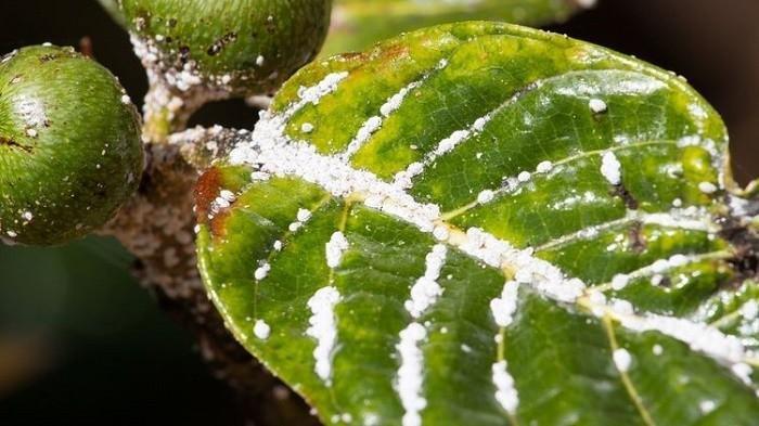 Menghilangkan hama putih pada daun tanaman hias.