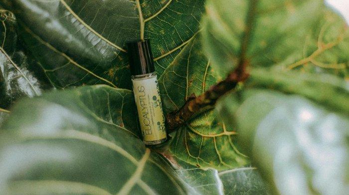 Minyak eucalyptus bisa digunakan untuk mengsuir lalat