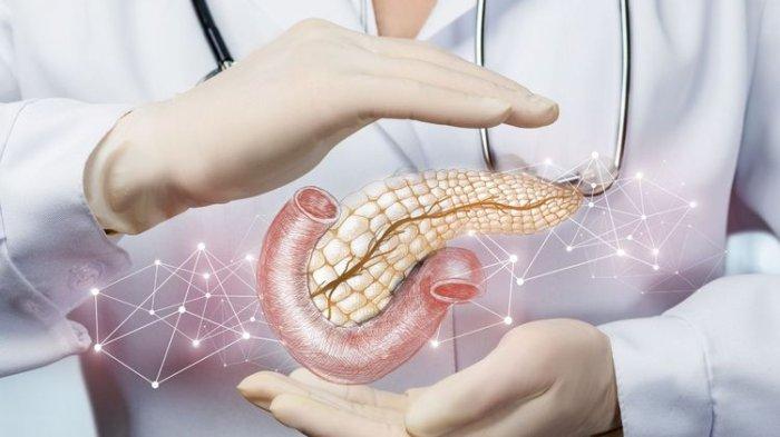 Ilustrasi pankreas dalam tubuh.