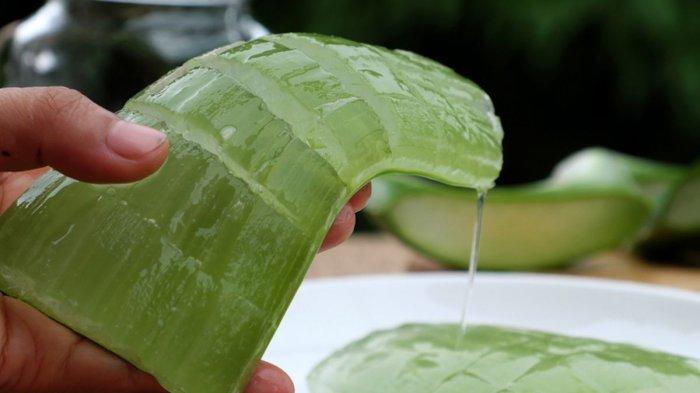 Gel lidah buaya bisa dimanfaatkan untuk mengatasi masalah ketombe.
