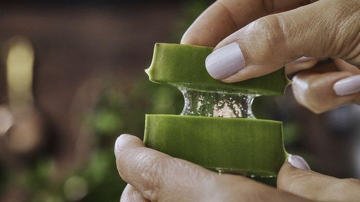 Gel lidah buaya bisa jadi bahan alami mengatasi jerawat