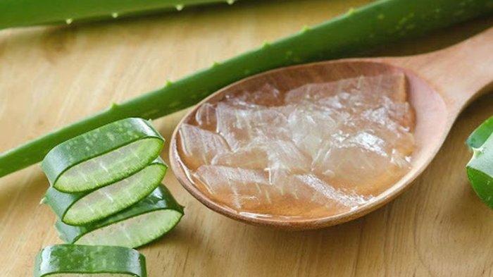 Gel lidah buaya punya banyak manfaat , salah satunya merawat rambut bercabang.