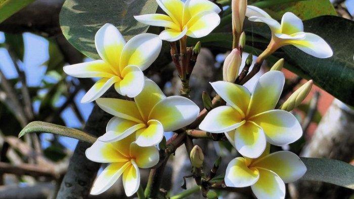 Getah tanaman kamboja untuk mengatasi mata ikan.