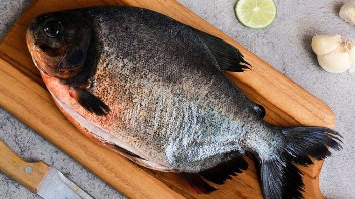 Ikan bawal Dapat Meningkatkan Penglihatan
