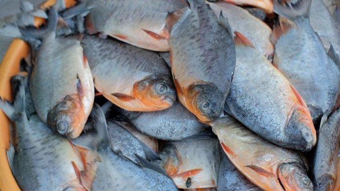 Ikan bawal Dapat Menjaga Kesehatan Tulang