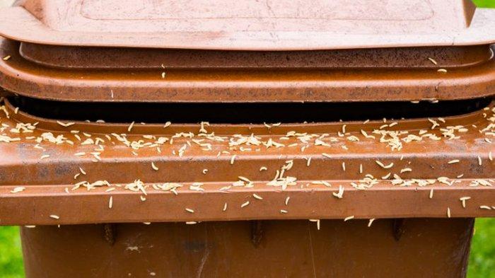 Ilustrasi belatung di tempat sampah yang harus segera diatasi supaya tidak semakin menyebar.