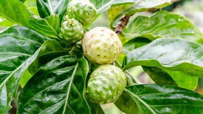 Ilustrasi buah mengkudu yang mengandung Protein
