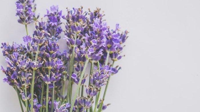 Ilustrasi bunga lavender yang punya banyak manfaat, salah satunya untuk mengusir lalat.