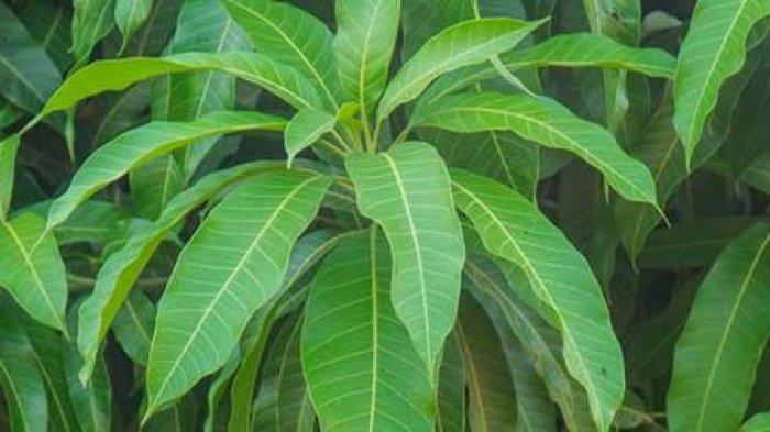 Ilustrasi daun mangga yang punya manfaat untuk kecantikan.