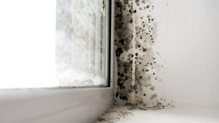 ilustrasi jamur pada tembok terlalu lembap yang bisa merusak tampilan dan harus segera diatasi.