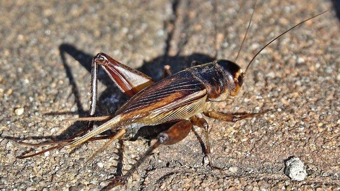 Ilustrasi jangkrik yang keberadaannya bisa diatasi secara mudah.