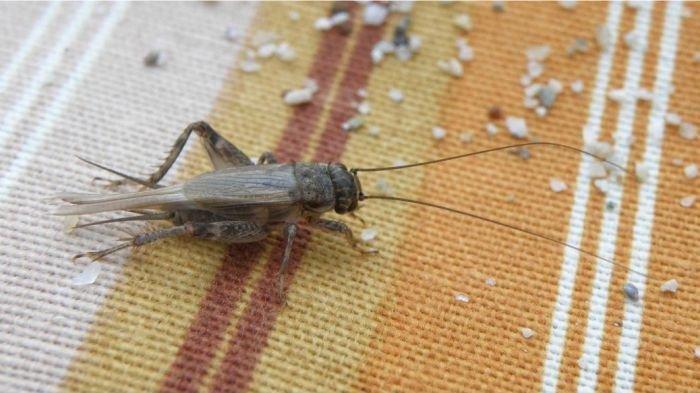 Ilustrasi jangkrik, hewan yang mengeluarkan bunyi mengerik nan berisik.