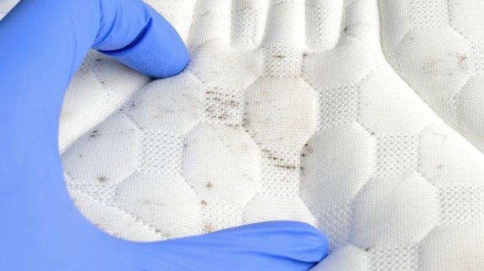 Ilustrasi kasur berjamur yang bisa disebabkan oleh kelembapan berlebih.