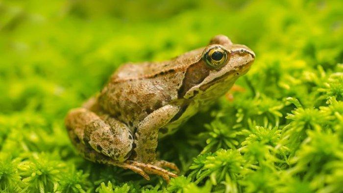 Ilustrasi katak yang menyukai area lembap.