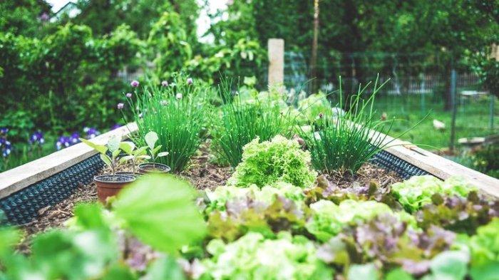 Ilustrasi kebun rumah yang harus rajin dibersihkan supaya tidak ada sampah dan dedaunan yang menumpuk, cegah bekicot datang.