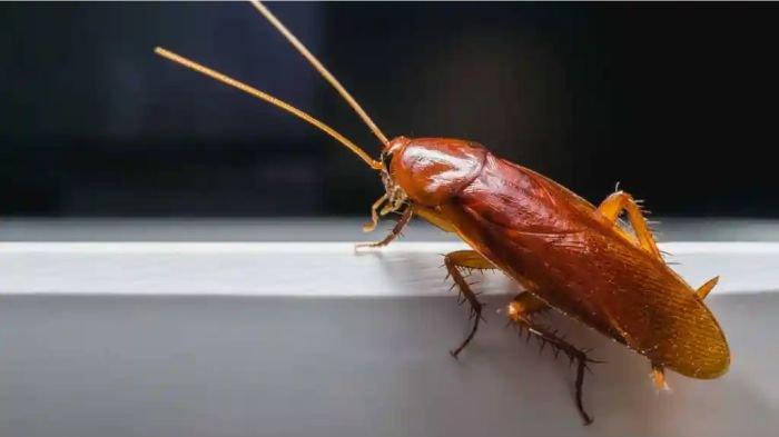 Mengusir kecoa dari rumah dapat dilakukan pula dengan meletakkan bahan atau tanaman dengan aroma yang tidak disukainya.